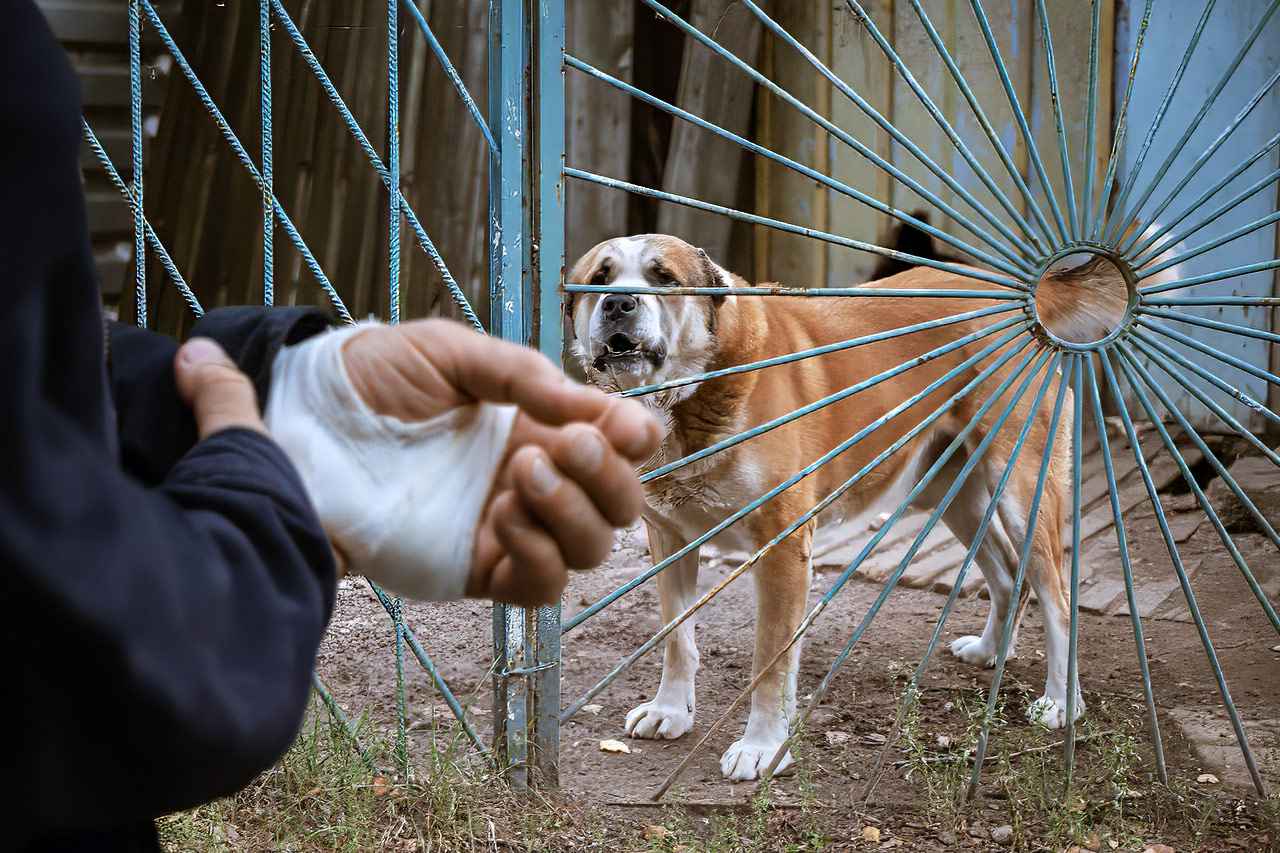 Dog-&-Animal-Attacks-personal-injury-attorney-at-milla-law Dog-&-Animal-Attacks-personal-injury-attorney-at-milla-law